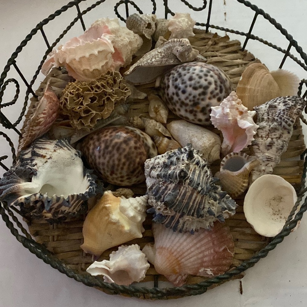 Metal Basket of Seashells variety of beautiful shells